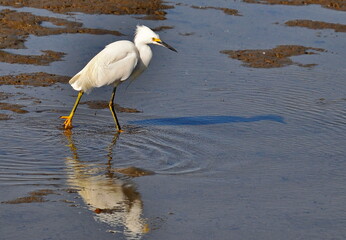 great white heron