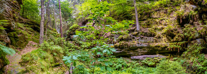 Panoramic over magical enchanted fairytale forest with fern, moss, lichen and sandstone rocks at...