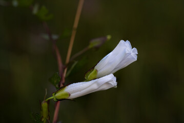 Fiore di campo, campanella bianca e rampicante, ipomoea stolonifera, nella verde vegetazione spontanea di biotopo naturale.