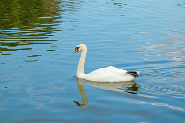 A beautiful white swan floats on the water. Close-up bird on blue water surface background
