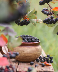 Ripe black chokeberry in bowl in the garden