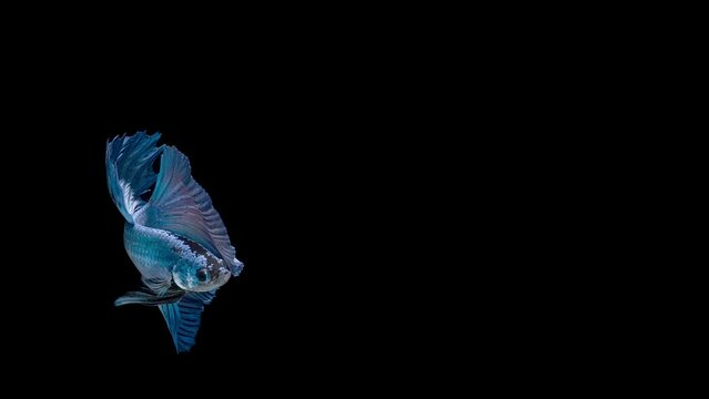 Blue color Siamese fighting fish