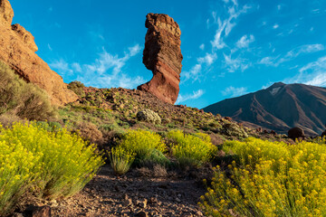 Yellow flowers Descurainia bourgaeana at golden hour sunrise. Morning view on rock formation Roque...