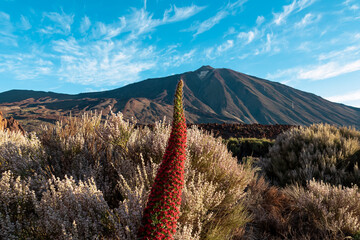 Close up on red flower Tajinaste. Scenic view on volcano Pico del Teide, Mount El Teide National...