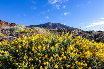Close up on yellow flowers Descurainia bourgaeana. Scenic view on volcano Pico del Teide, Mount Teide National Park, Tenerife, Canary Islands, Spain, Europe. Hiking trail at sunrise. Volcanic terrain
