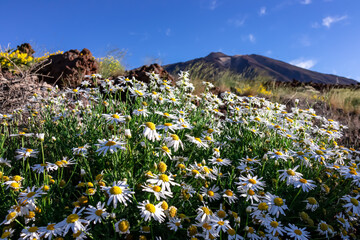 Close up view on blooming white daisies in spring. Scenic lookout on volcano Pico del Teide, Mount...