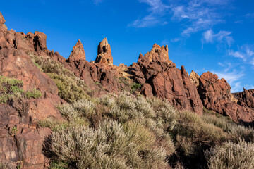 Fototapeta premium Flowers white Spanish Broom (Cytisus multiflorus). View on rock formation at Roques de Garcia, Mount Teide National Park, Tenerife, Canary Islands, Spain, Europe. Hiking trail over volcanic terrain