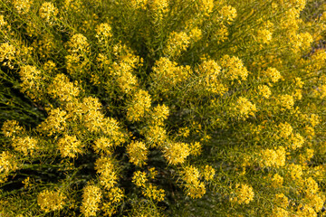 Close up top view on yellow flowers Descurainia bourgaeana (hierba pajonera or flixweed). Plant is growing near Las Canadas in Mount Teide National Park, Tenerife, Canary Islands, Spain, Europe