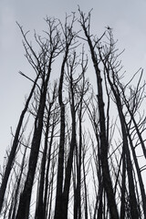 Black death burnt pine trees after the forest fire - Climate Change Crisis