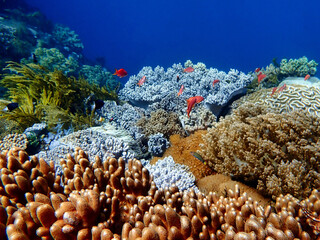 Indonesia Sumbawa - Colorful coral reef with tropical fish