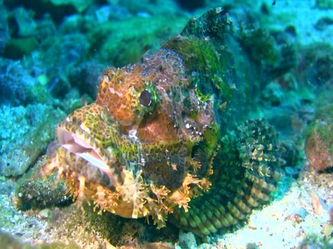 Tasseled scorpionfish (Scorpaenopsis oxycephala)