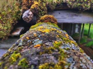 moss on a wooden log