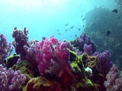 Soft corals with school of fishes in the background