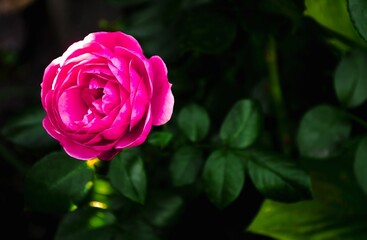 A delicate pink rose is fragrant in the early morning in the rays of the sun among green leaves, beckoning with a delicate aroma.  Photo front view, close-up.  Background picture.