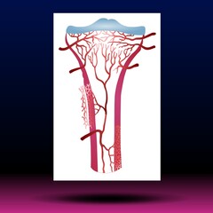 Articular Cartilage - Body Parts - Spine - Skeleton - Medical - Graphic - Joint