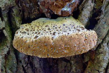 WOOD FUNGUS WITH THE NAME OF DRYADS SADDLE OR PHEASANT BACK