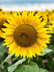 Close up of sunflower flower on field background. Oil production