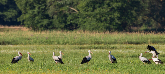 Fototapeta na wymiar Group of White Stork(Ciconia ciconia) in meadow