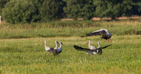 Group of White Stork(Ciconia ciconia) in meadow