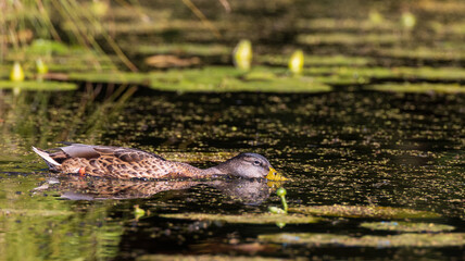 Mallard (Anas platyrhynchos) female during foraging