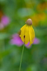 Wild Yellow Cone Flower