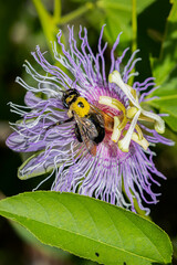 Carpenter Bee Collecting Pollen