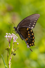 A Black swallowtail Butterfly feeding on some Miolkweed at the Waterdhed Nature zcenter in Edwardsville, Illinois.