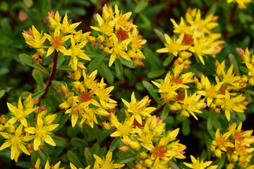 Blüten des Mauerpfeffers	
