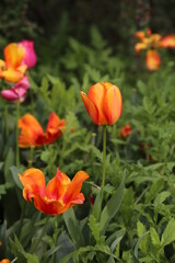 Obraz na płótnie Canvas Tulipanes