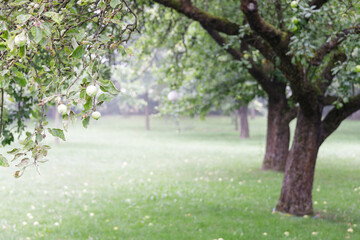 Fototapeta na wymiar Moody apple orchard