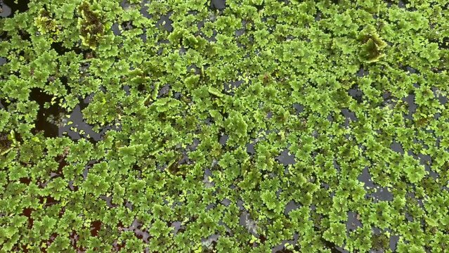 Azolla Production: Nutritious Feed for Livestock