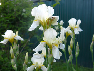 Naklejka premium elegant white irises (Iridaceae) bloom in a flower bed in summer