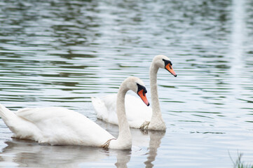 the swan floats on the lake. beautiful bird portrait