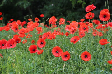 Campo de amapolas