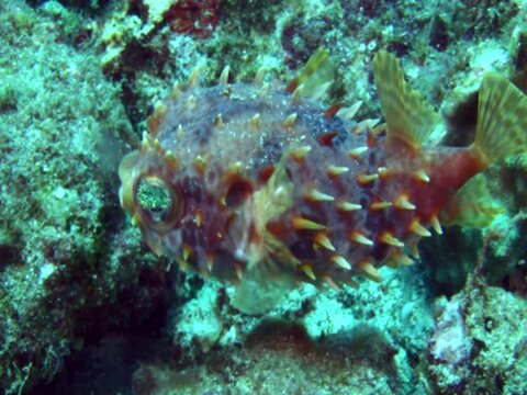 Rounded porcupinefish (Cyclichthys orbicularis)