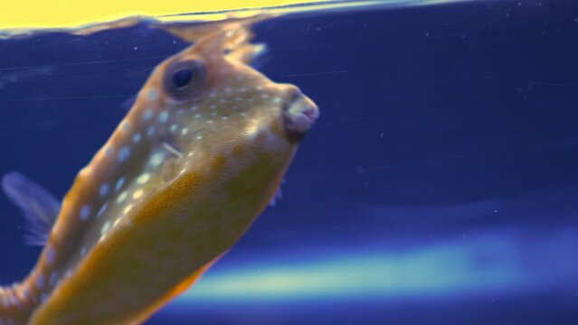 exotic fishes: lactoria cornuta in the aquarium