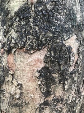 Texture of skin grunge old tree
