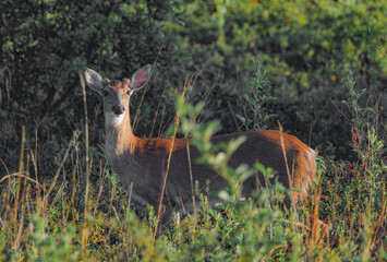 Young male white tailed deer bucks - Odocoileus virginianus clavium - standing at edge of tree line