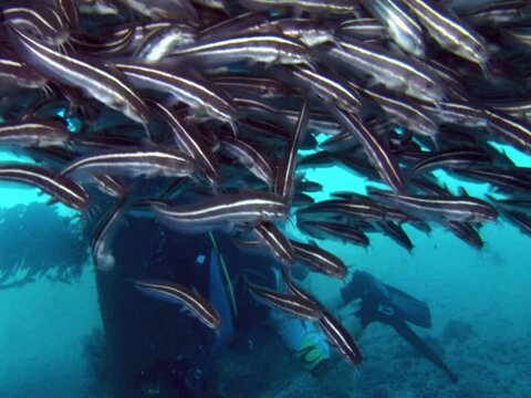 School of striped catfishes (Plotosus lineatus) passing in front of diver