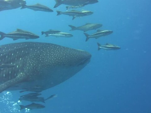 Whaleshark (Rhincodon typus) silhouette with divers