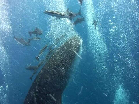 Whaleshark (Rhincodon typus) opening mouth with divers around