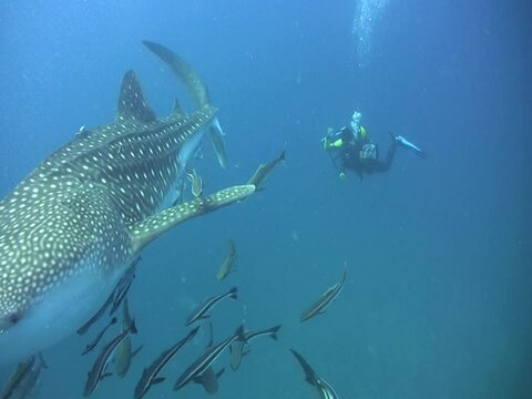Whaleshark (Rhincodon typus) with happy divers