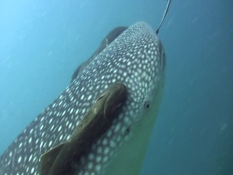 Whaleshark (Rhincodon typus) head from side