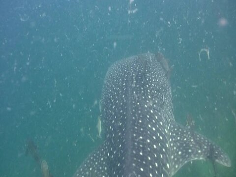 Whaleshark (Rhincodon typus) swimming from above