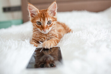 The ginger kitten lies in the white blanket and look to the phone