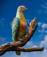 Rose-crowned fruit pigeon (Ptilinopus regina), lives in rainforest, monsoon forest,  Southern Queensland, Australia.