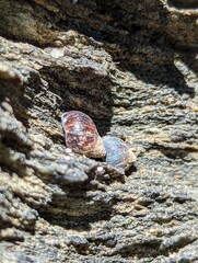 sea snail on rocks zoom