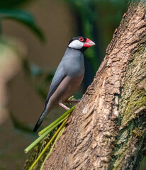 A Java sparrow on a bench, is a small passerine bird living in Indonesia.