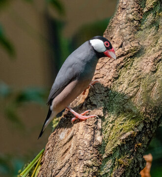 A Java sparrow on a bench, is a small passerine bird living in Indonesia.