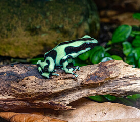 Green & Black Poison Dart Frog, Dendrobates auratus. Its bright aposematic coloration warns predators that it is poison and serves as a defense..
